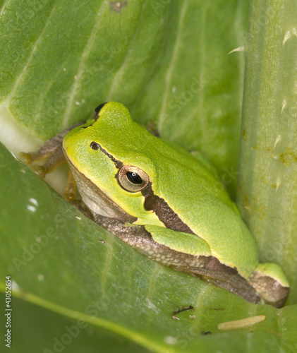 Green Tree Frog on a green leaf close-up / Hyla arborea