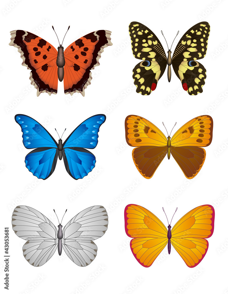 Naklejka Set of Butterfly, Vector Illustration.