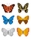 Set of Butterfly, Vector Illustration.