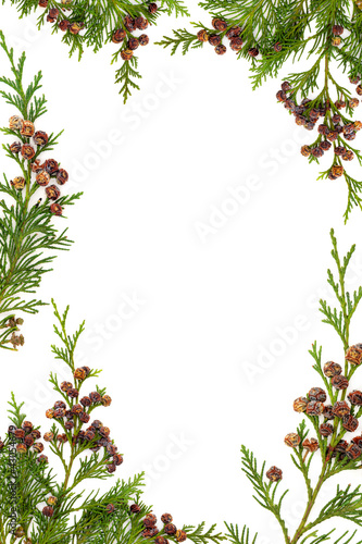 Cedar Cypress and Pine Cone Border