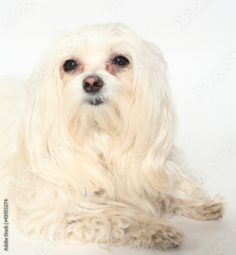 female Maltese dog on a white background