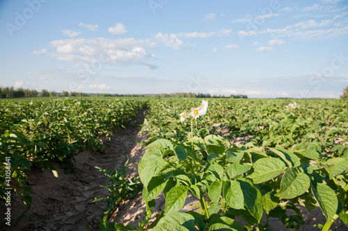 Potato field