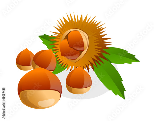 vector icon chestnut