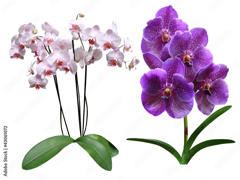 Obraz premium Orchids flowers it is isolated