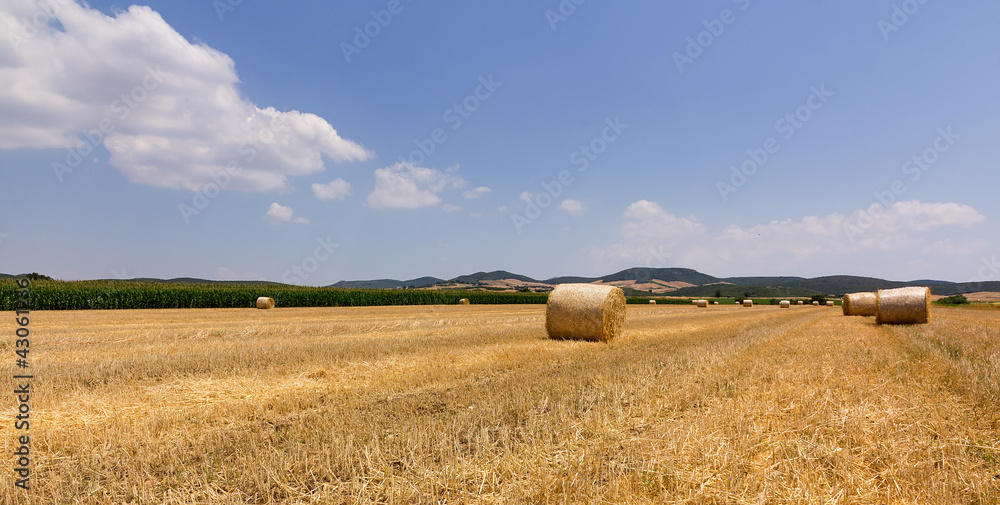 Fototapeta premium Harvested wheat field with balls of straw
