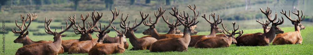 the herd of deer the herd of deer