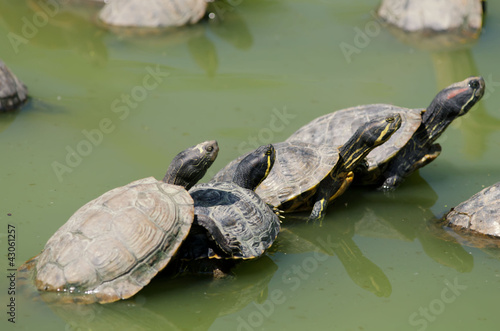 Florida turtles