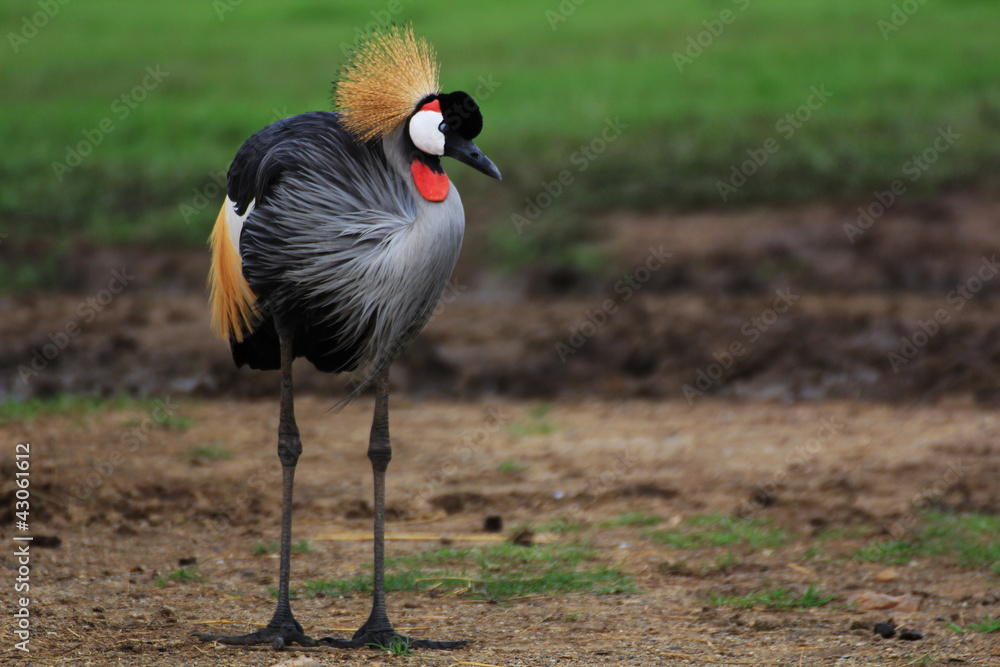 Fototapeta premium African Crowned Crane
