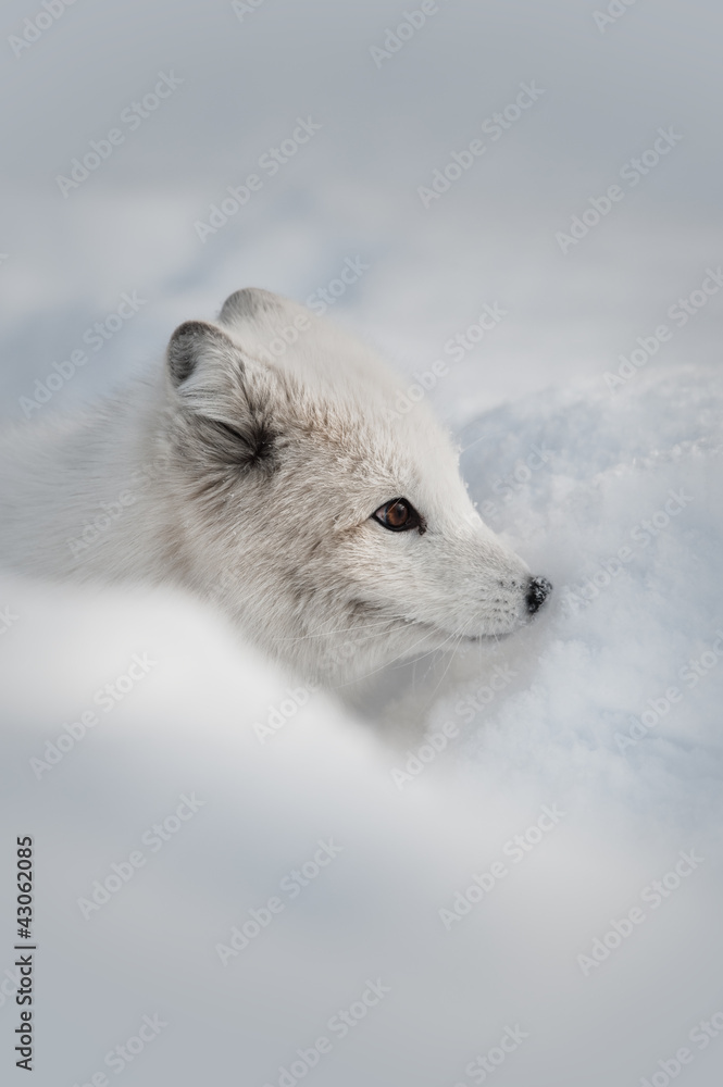 Obraz premium Arctic Fox