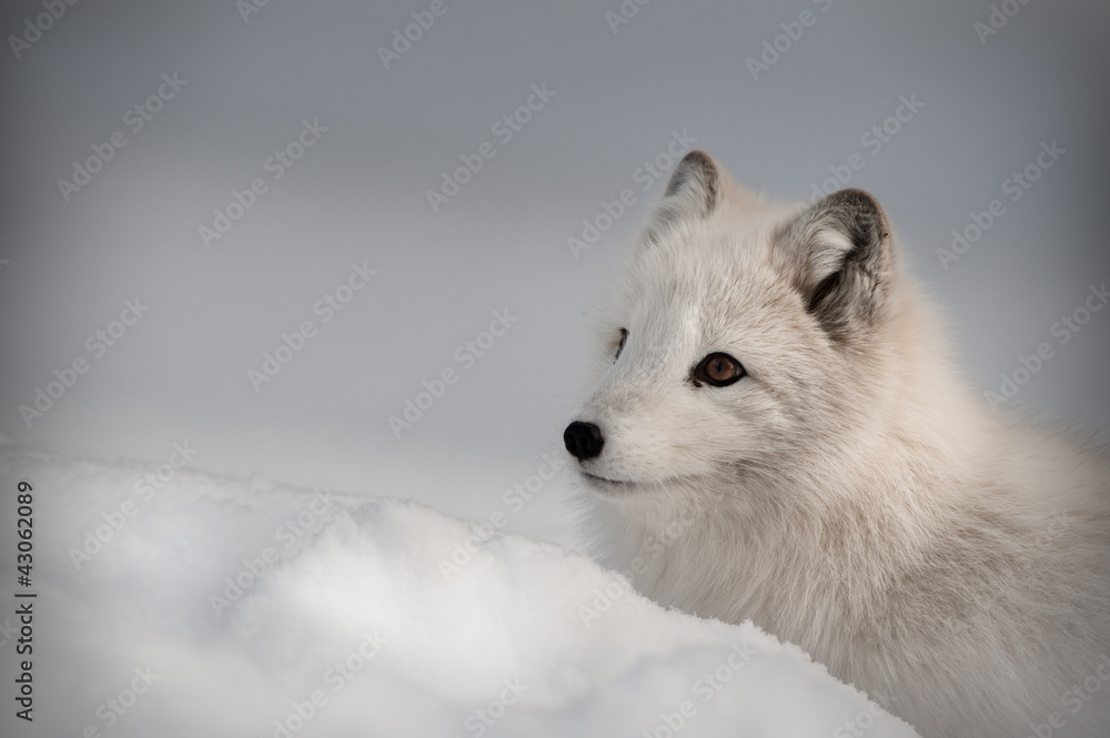 An Arctic Fox in its' winter coat...Looking left