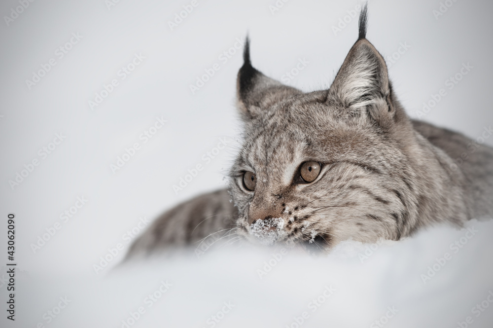 Obraz premium Eurasian Lynx