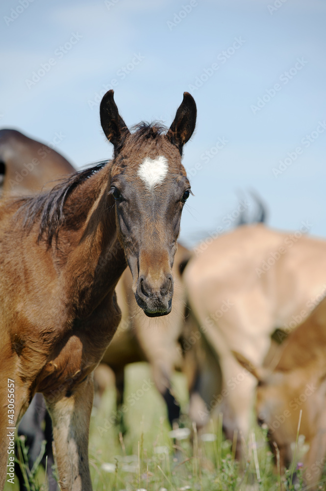 Fototapeta premium purebred foal