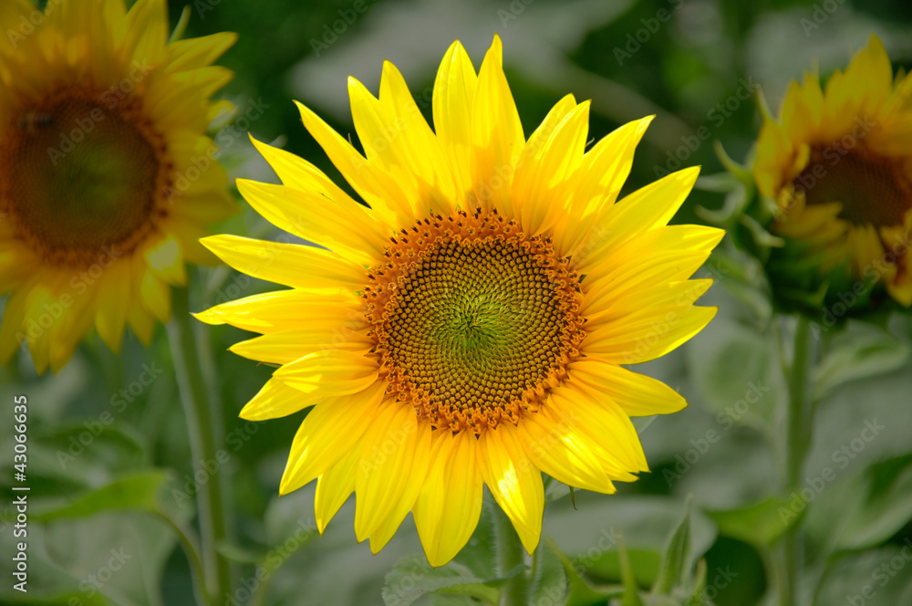 Fototapeta premium freeSunFlower
