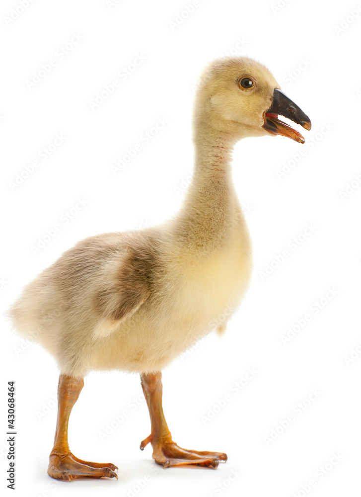 Young goose Young goose