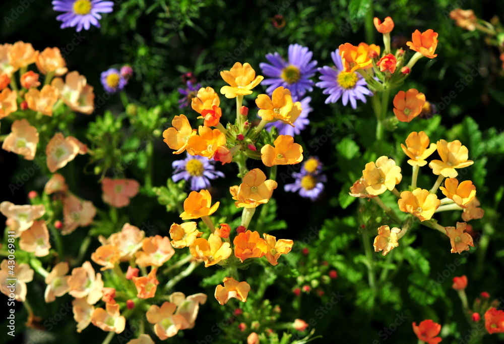 garden annuals garden annuals