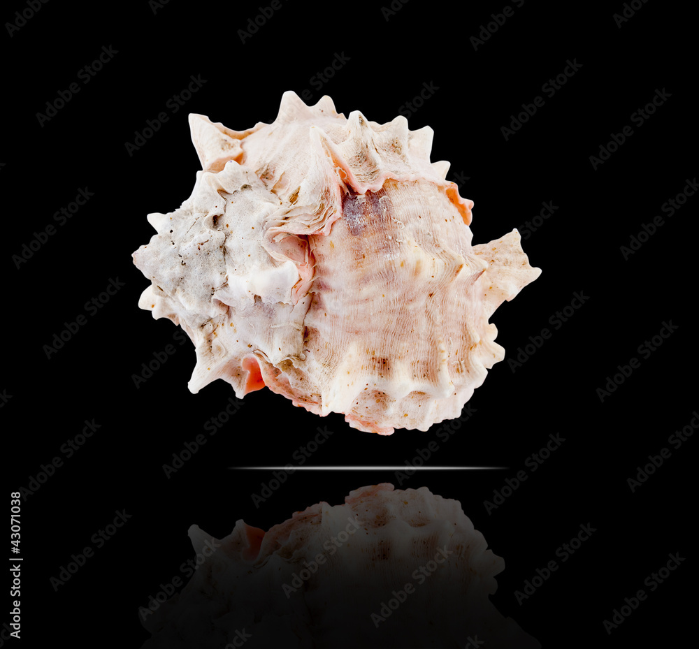 Murex bicolor. Murex bicolor.