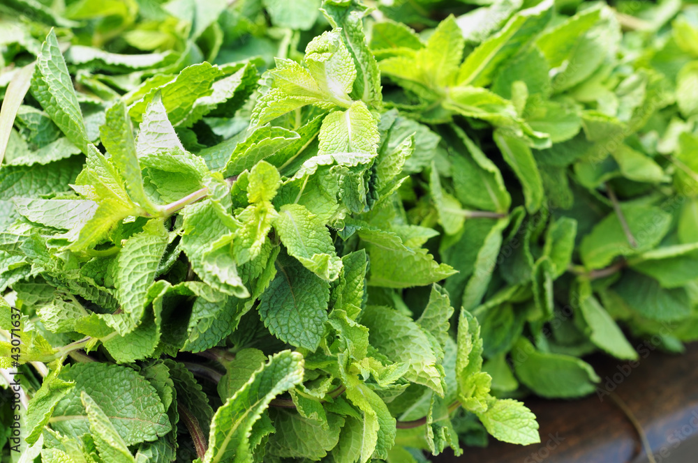 Fresh mint on table Fresh mint on table