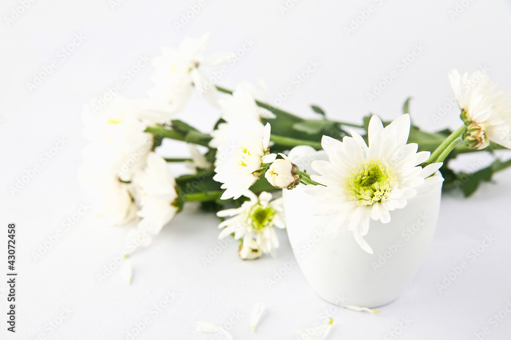 white Chrysanthemum flower white Chrysanthemum flower