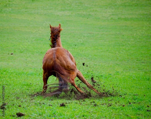 Pferd Vollbremsung photo