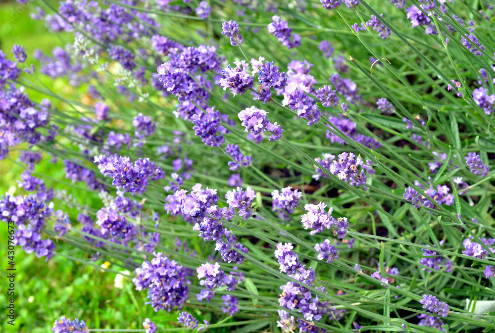Obraz premium Lavendel im Garten