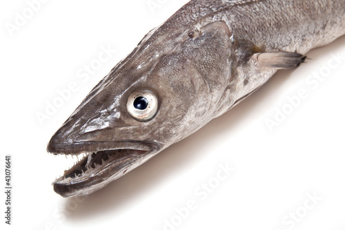 Photography Whole hake fish