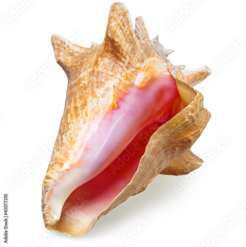 Big sea shell