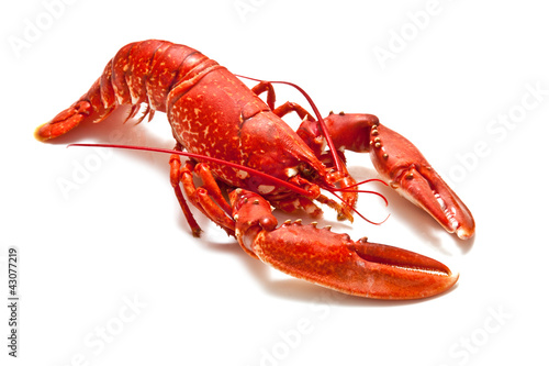 Whole cooked lobster isolated on white.