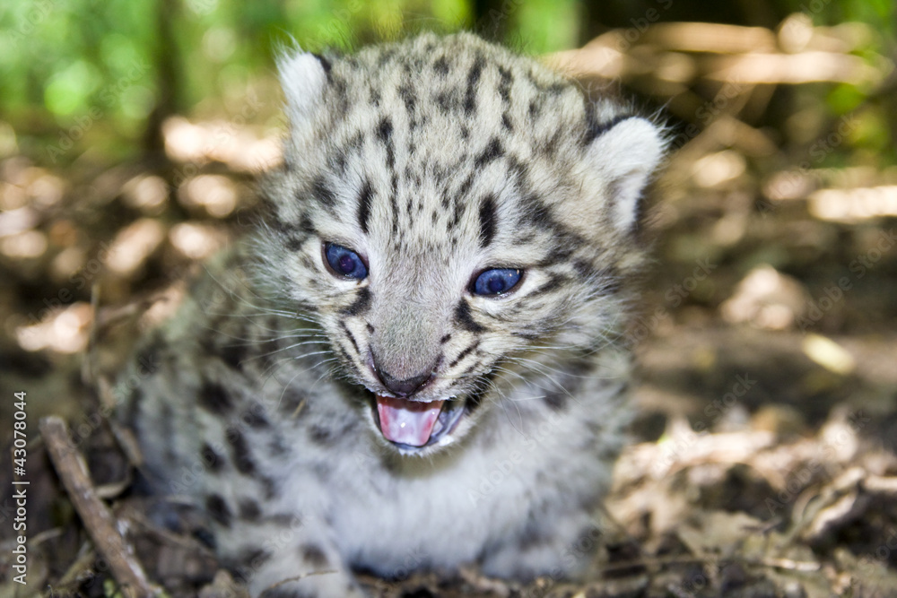 Naklejka premium Baby snow leopard (Uncia uncia or Panthera uncia)