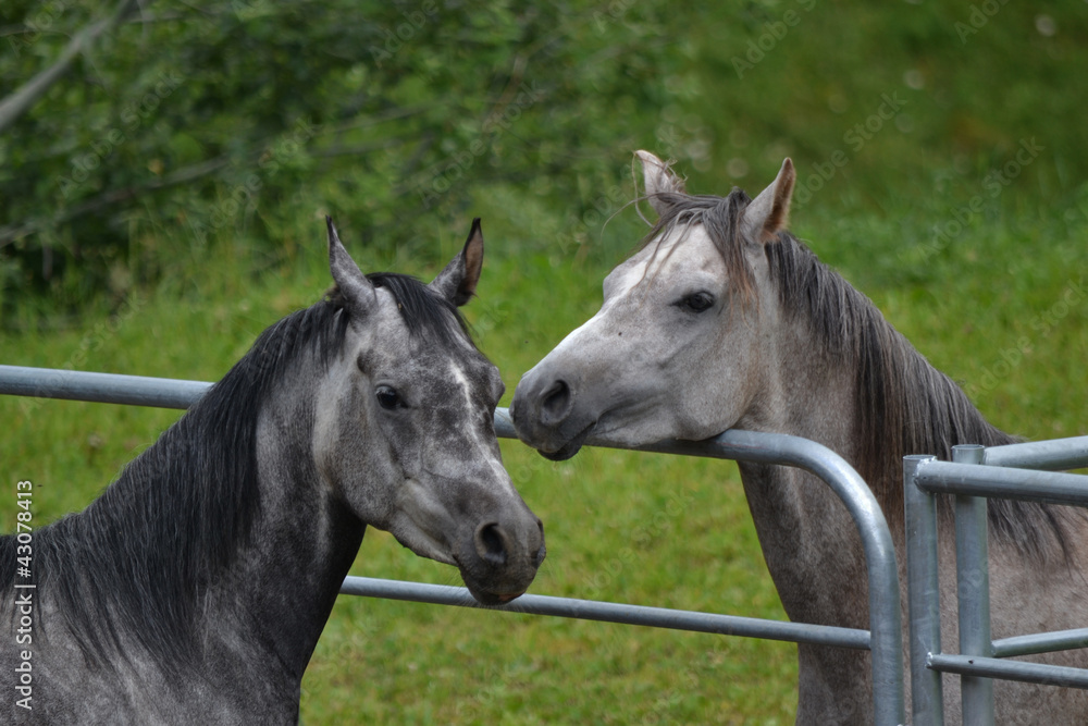 Naklejka premium konie