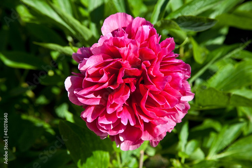 Red peony flower in full bloom.