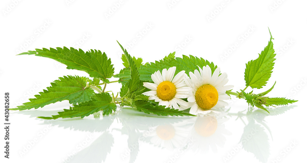 Obraz nettles and daisies on a white background fototapeta, plakat