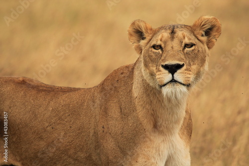 Female Lion