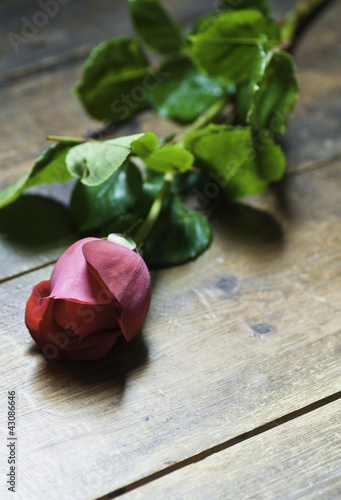 Fototapeta Naklejka Na Ścianę i Meble -  A single red rose