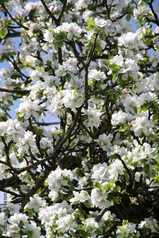 Apfelblüten Apfelblüten