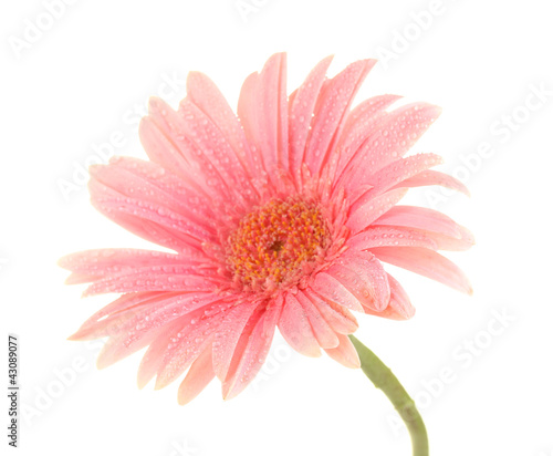 beautiful pink gerbera with drops isolated on white