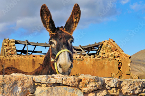 donkey photo