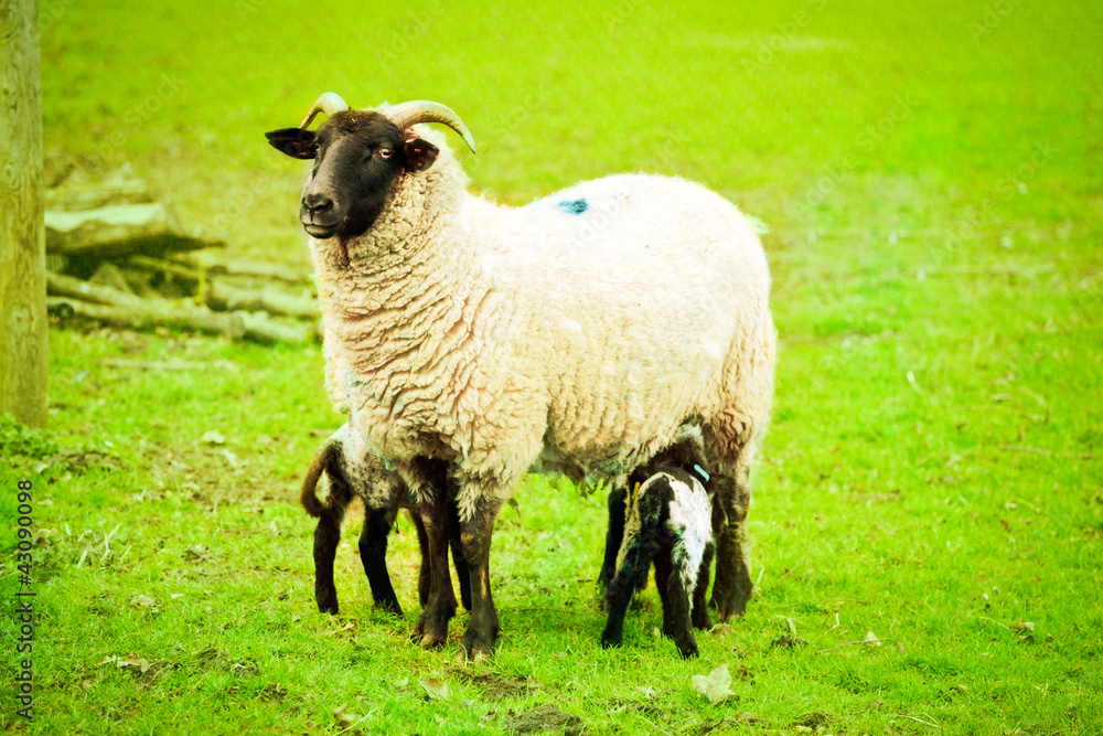 Fototapeta premium Ewe and lambs