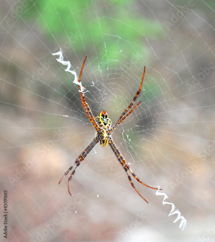 Close up of a golden orb spider on web