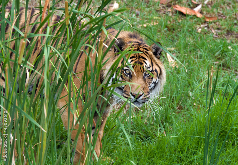 Fototapeta premium sumatran tiger