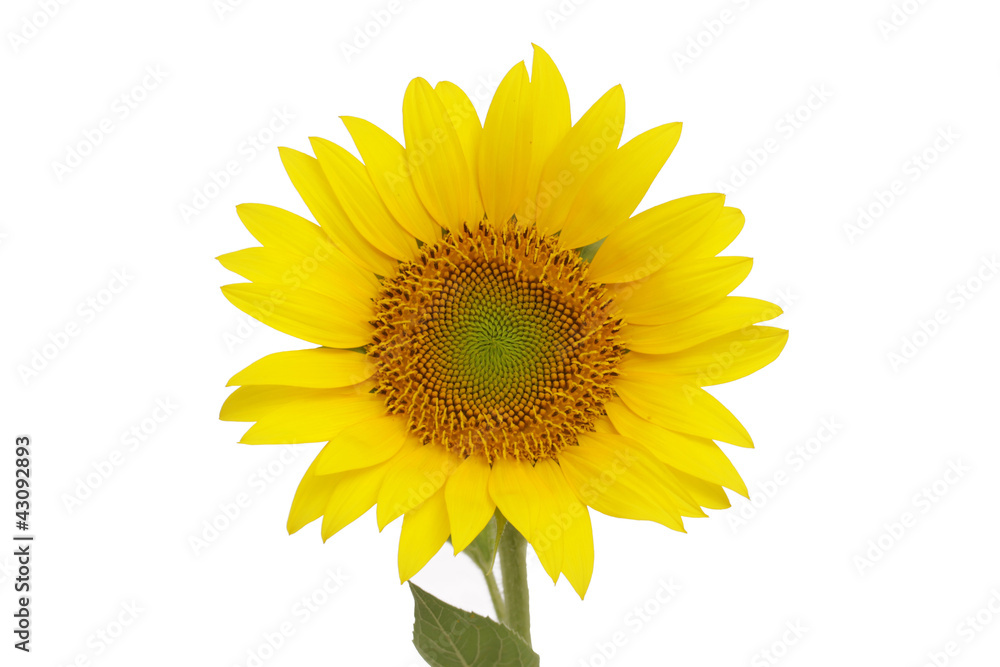 Naklejka premium Sonnenblume isoliert