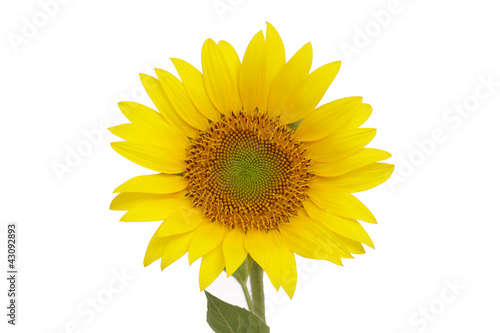 Sonnenblume isoliert