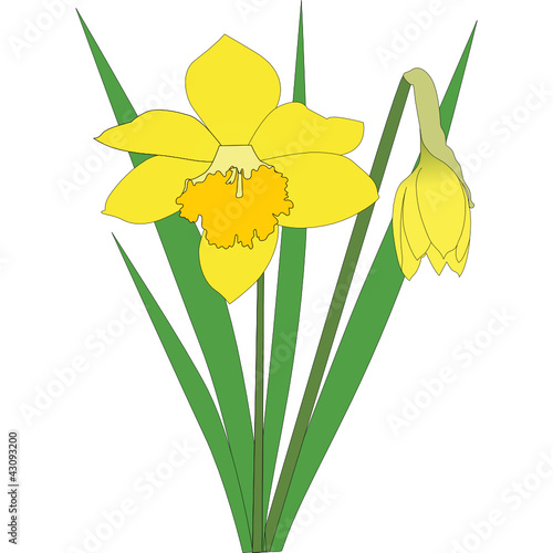 Narcissuses flowers it is isolated on a white background