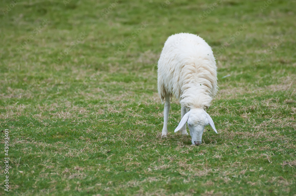 Little lamb eating grass on beautiful green glass field Little lamb eating grass on beautiful green glass field