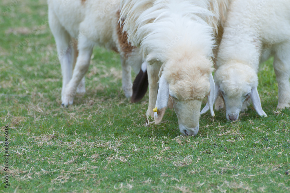 Obraz premium Little lamb eating grass on beautiful green glass field