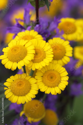Fototapeta Naklejka Na Ścianę i Meble -  gelbe Blüten