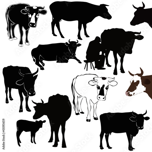 Cow a calf animals it is isolated on a white background