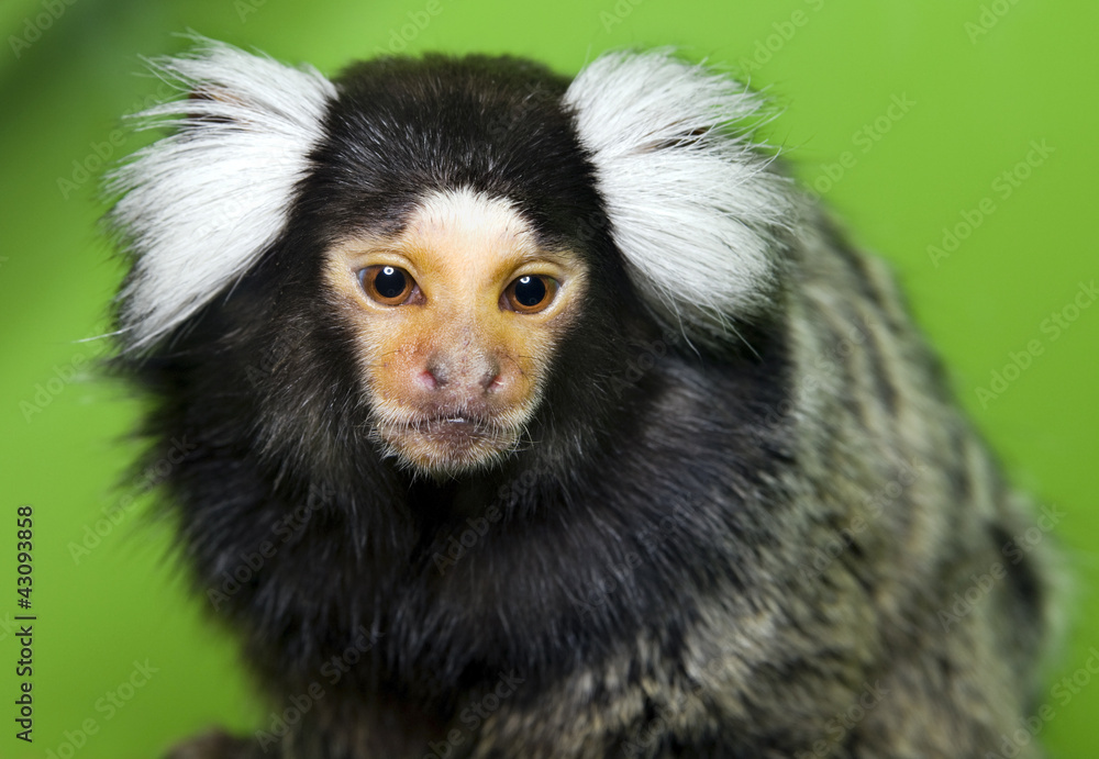 monkey Cebuella pygmaea monkey Cebuella pygmaea