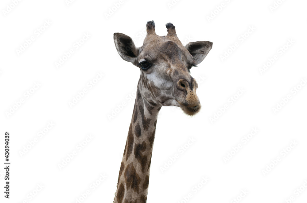 Fototapeta premium Close up of a Giraffe