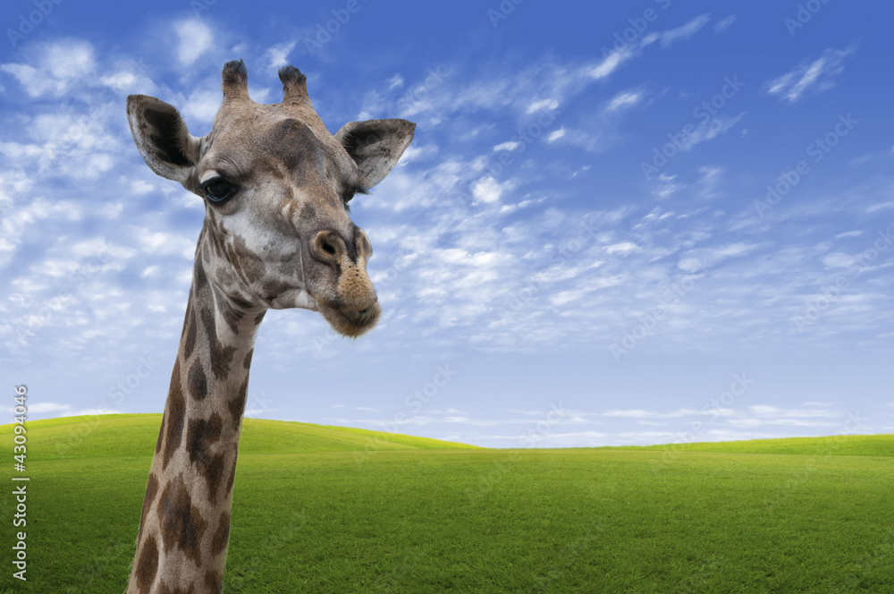 Naklejka premium Close up of a Giraffe