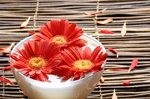 Beautiful red flower with petals in a bowl